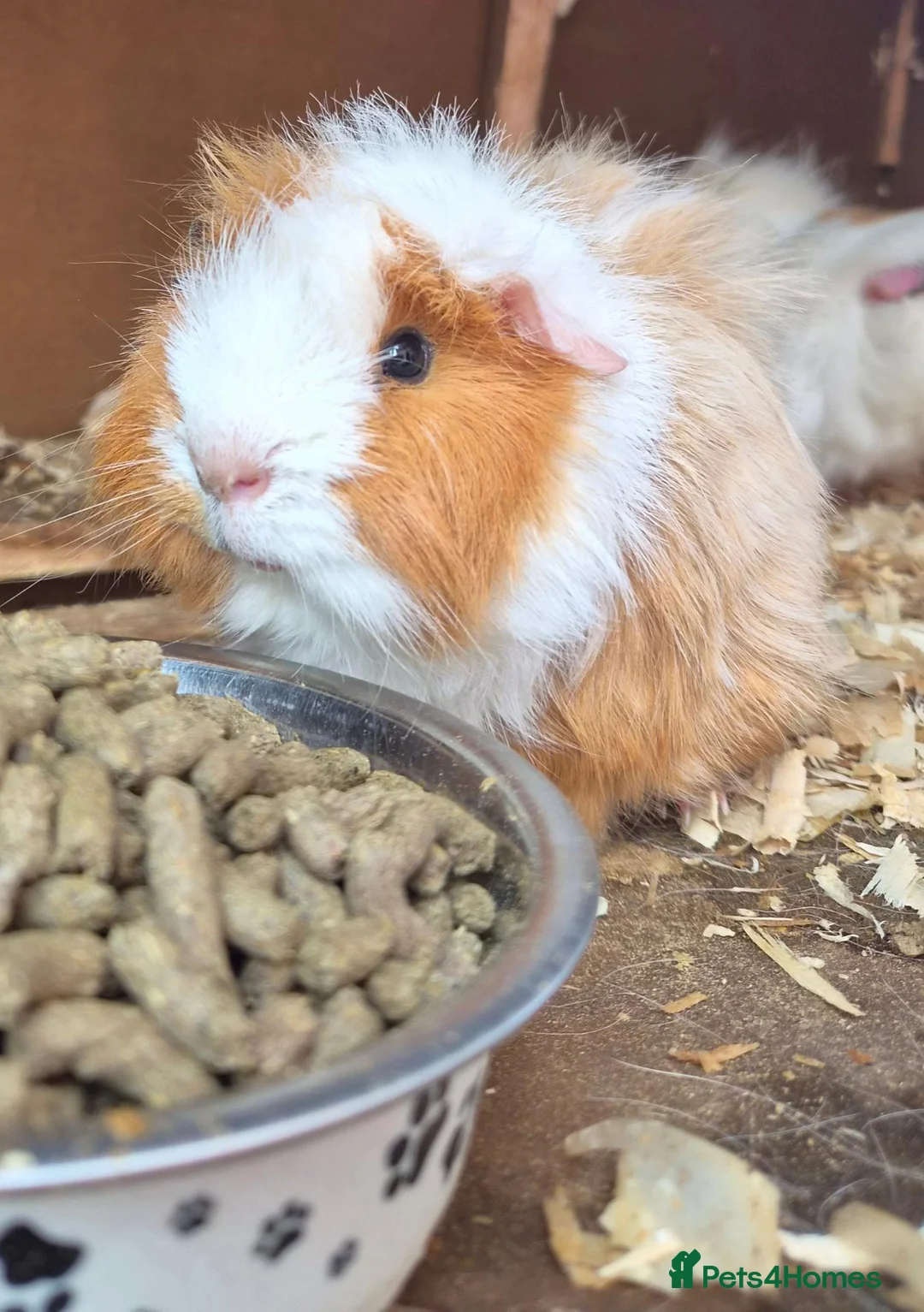 Mixed Breed rodents for sale: Pair boy guinea pigs - Advert 2