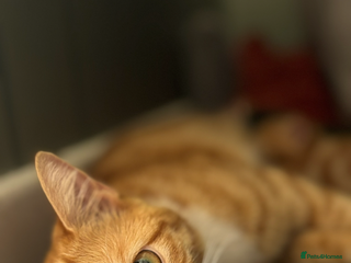 Mixed Breed cats Mother and Son - Advert 21