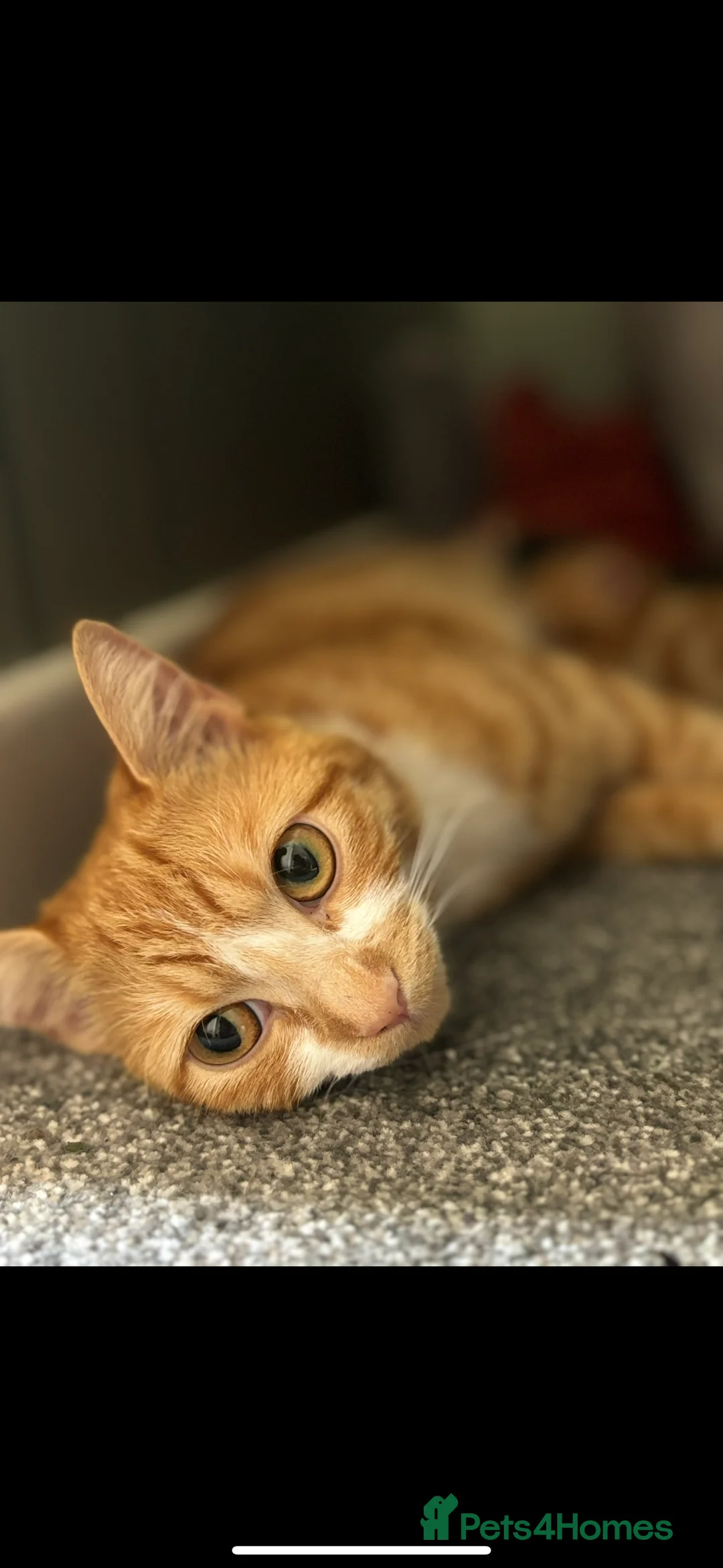 Mixed Breed cats for sale: Mother and Son  - Advert 1