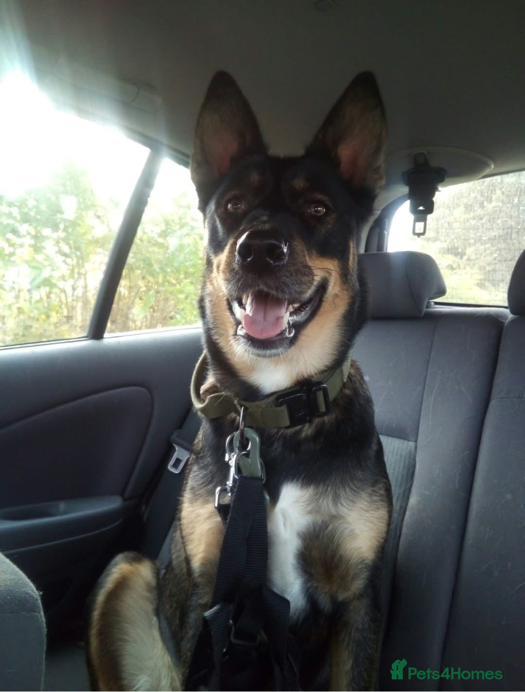 Mixed Breed dogs for sale: Luna 7yo  - Advert 10