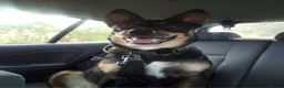 Mixed Breed dogs for sale: Luna 7yo  in Downham Market - Advert 1