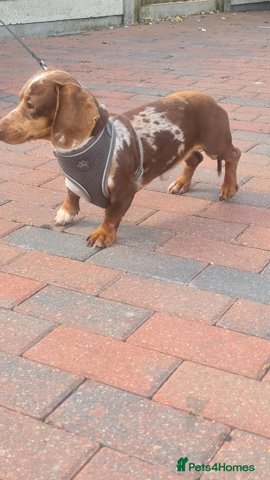 Miniature Dachshund dogs for stud: Slinky for stud.. Isabella & tan dapple - Advert 2