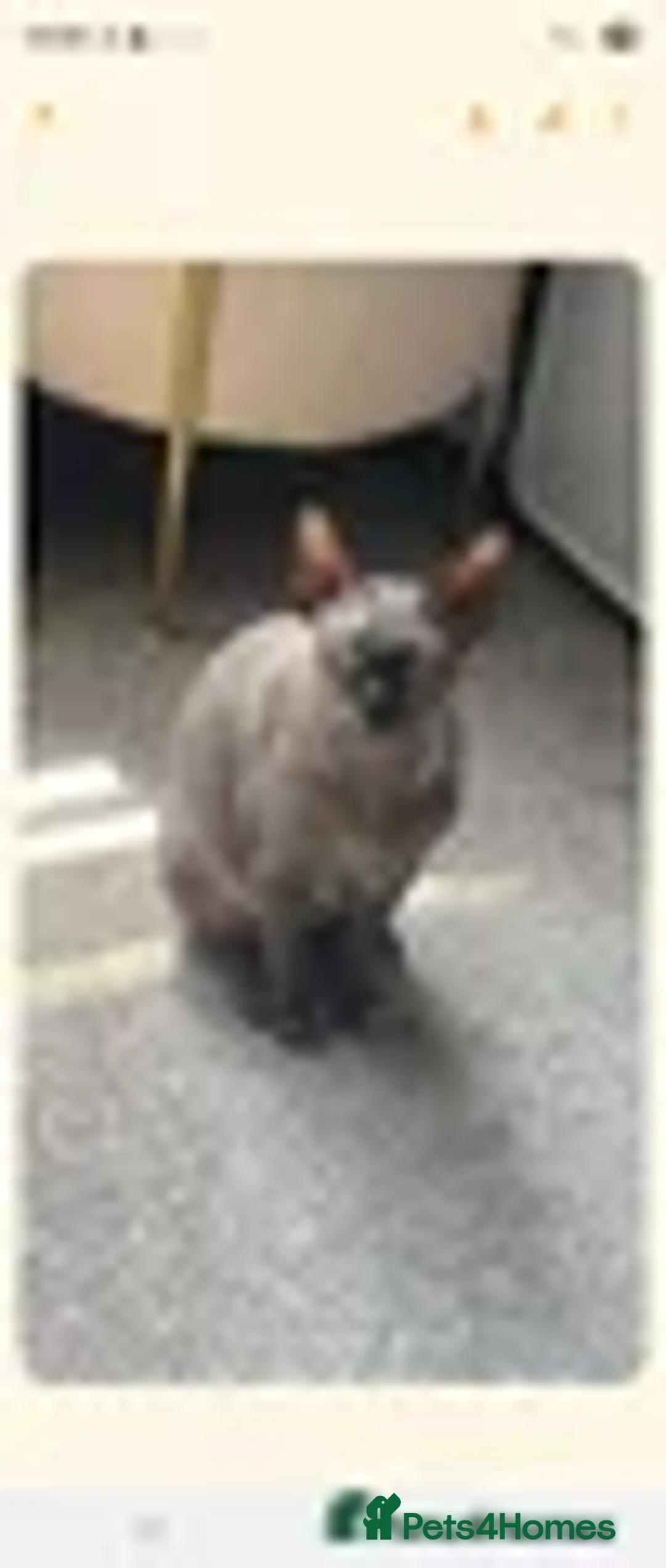 Sphynx cats for sale: Sphynx Cat - Advert 2