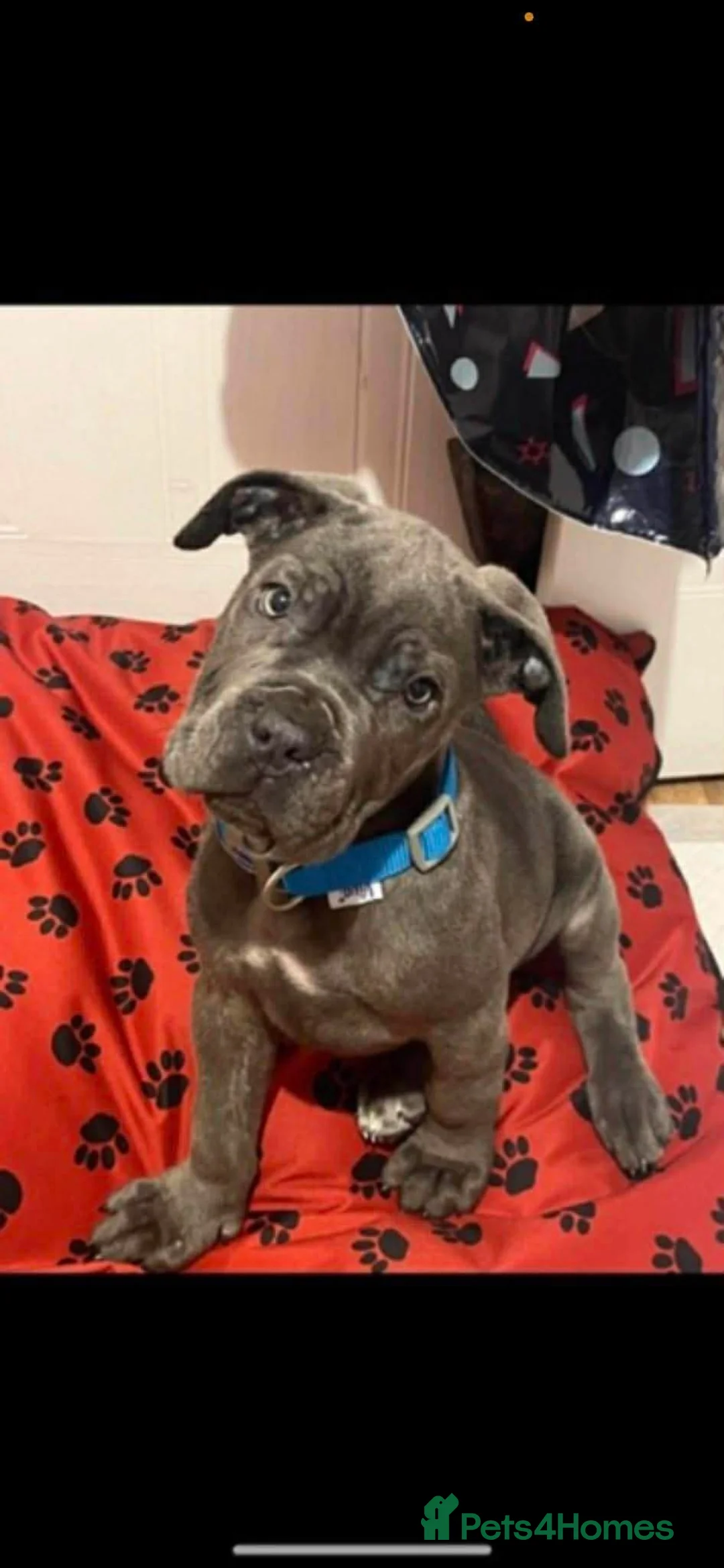 Cane Corso dogs for sale: Cane coseo male 2 and half years old  - Advert 5