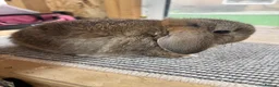 Mini Lop rabbits for sale: BRC rung and vaccinated Baby rabbits  - Advert 7