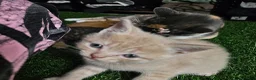 British Shorthair cats for sale: Tofu - blonde british short hair kitten - Advert 4