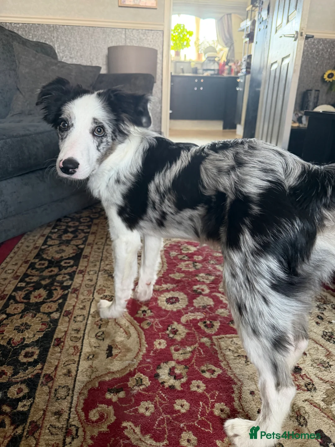 Border Collie dogs for sale: Border collie black Merle rehome  in Liverpool - Advert 2