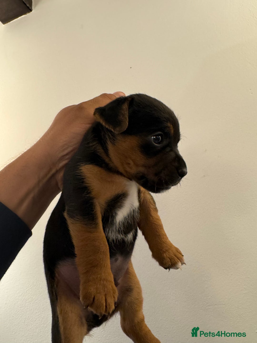 Mixed Breed dogs for sale: Terrier Puppies - Image 3