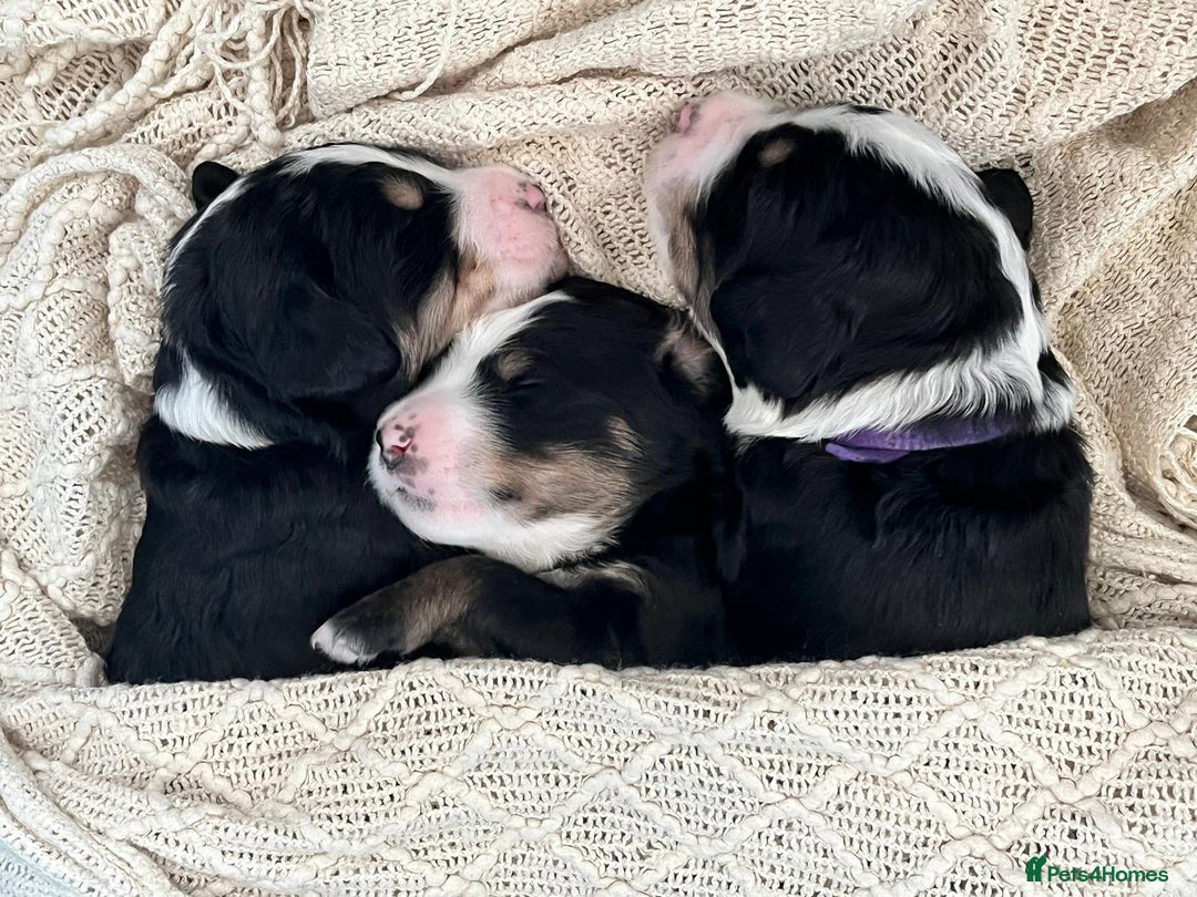 Bernedoodle dogs for sale: Exceptional F1 Bernedoodle Puppies - Advert 10