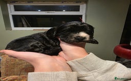 Cockalier dogs for sale: Gorgeous chunky Cockalier pupuchinos - Image 15