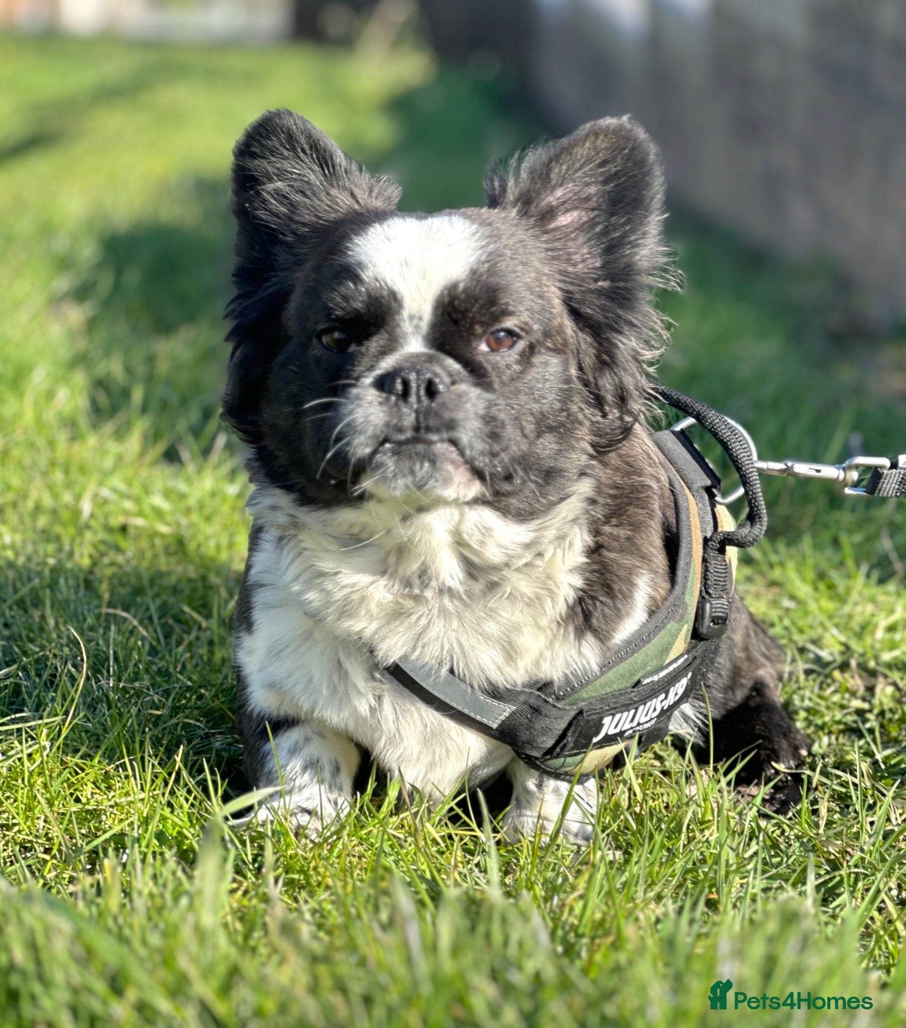 French Bulldog dogs Black brindle panda husky fluffy carrying pink  - Advert 1