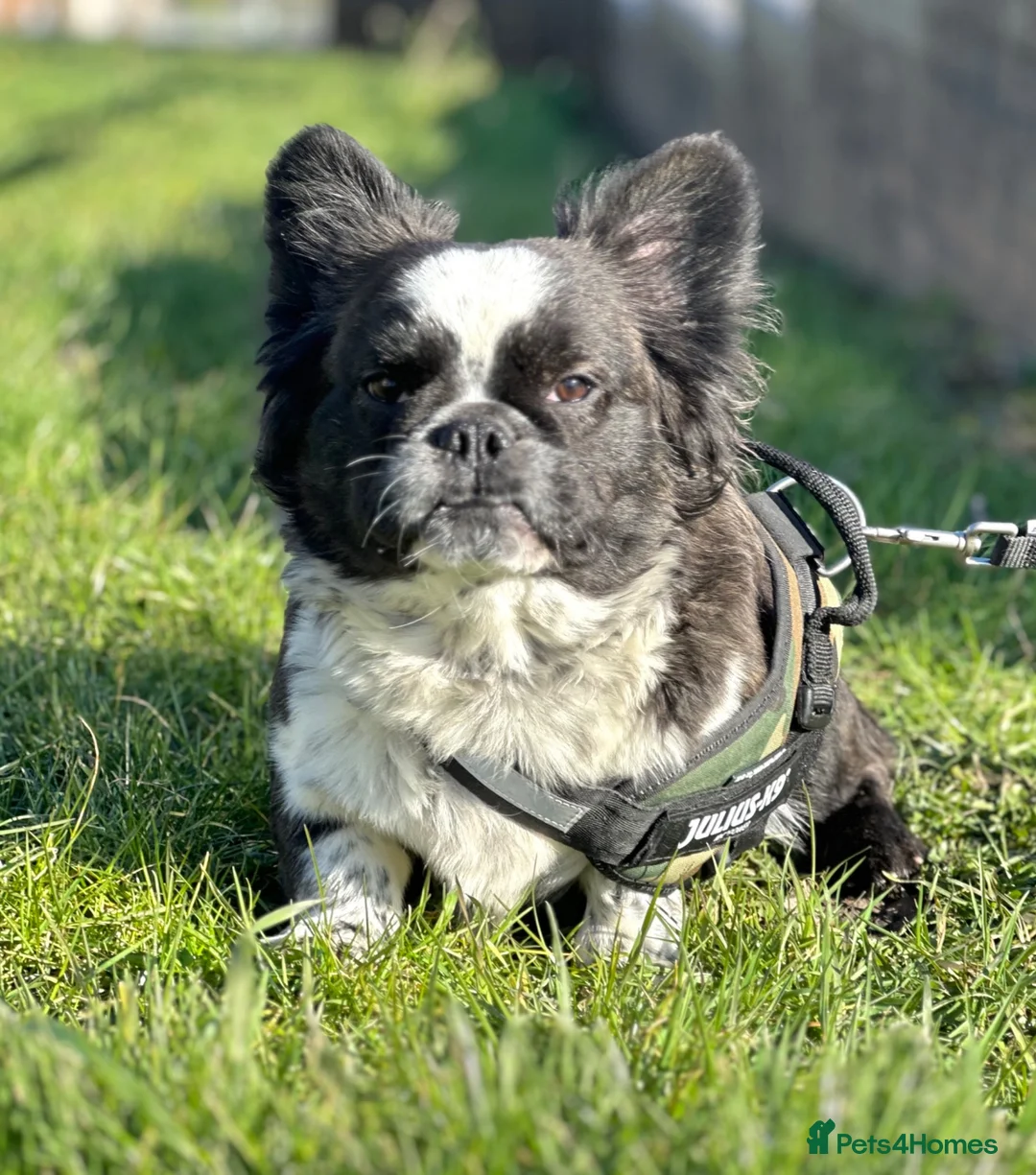 French Bulldog dogs for stud: Black brindle panda husky fluffy carrying pink  in Cardiff - Advert 1