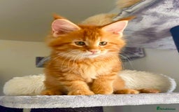 Maine Coon cats for sale: Mane Coon XXXL - Advert 15