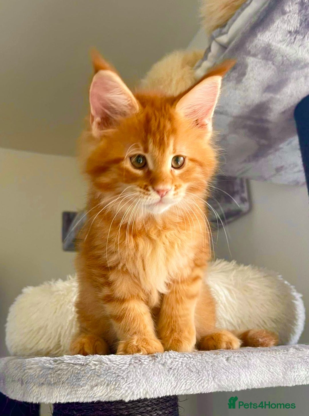 Maine Coon cats for sale: Mane Coon XXXL - Advert 15