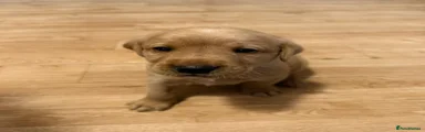 Labrador Retriever 3