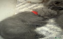 Himalayan cats for sale: 3 kittens Himalayan x Scottish fold Ready now - Image 37