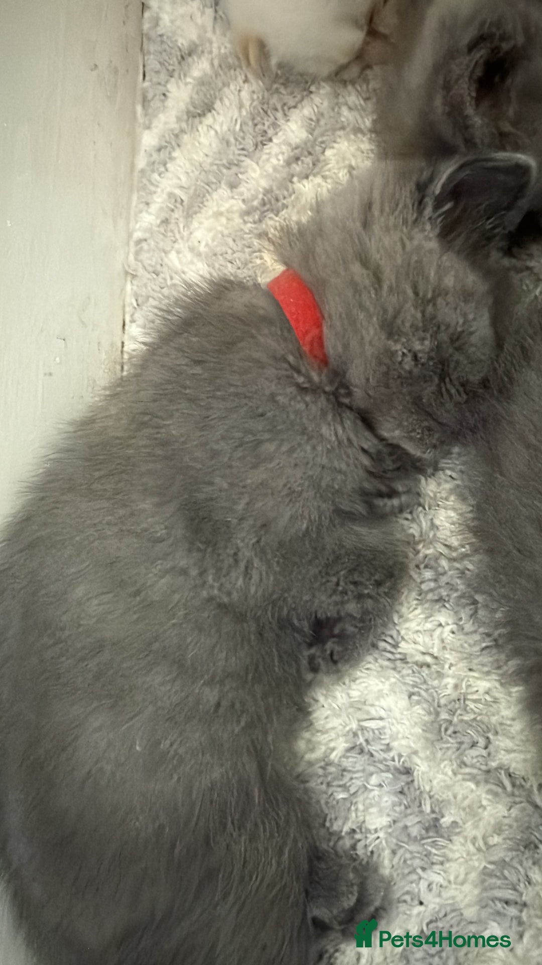 Himalayan cats for sale: 3 kittens Himalayan x Scottish fold Ready now - Image 37