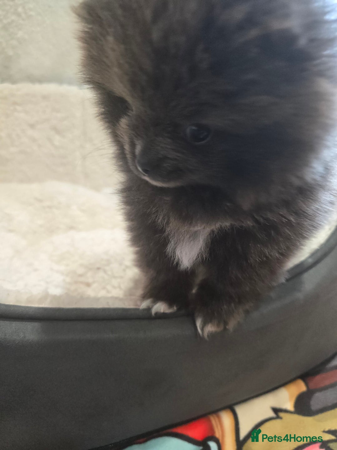 Pomeranian dogs for sale: Pomeranian puppy - Advert 2