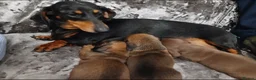 Miniature Dachshund dogs for sale: 3 stunning mìniture dachshunds - Advert 1