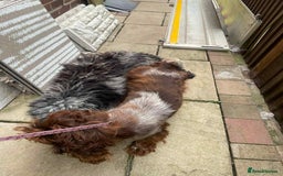 Cockapoo dogs for sale: Beautiful cockerpoo pups for sale - Image 24