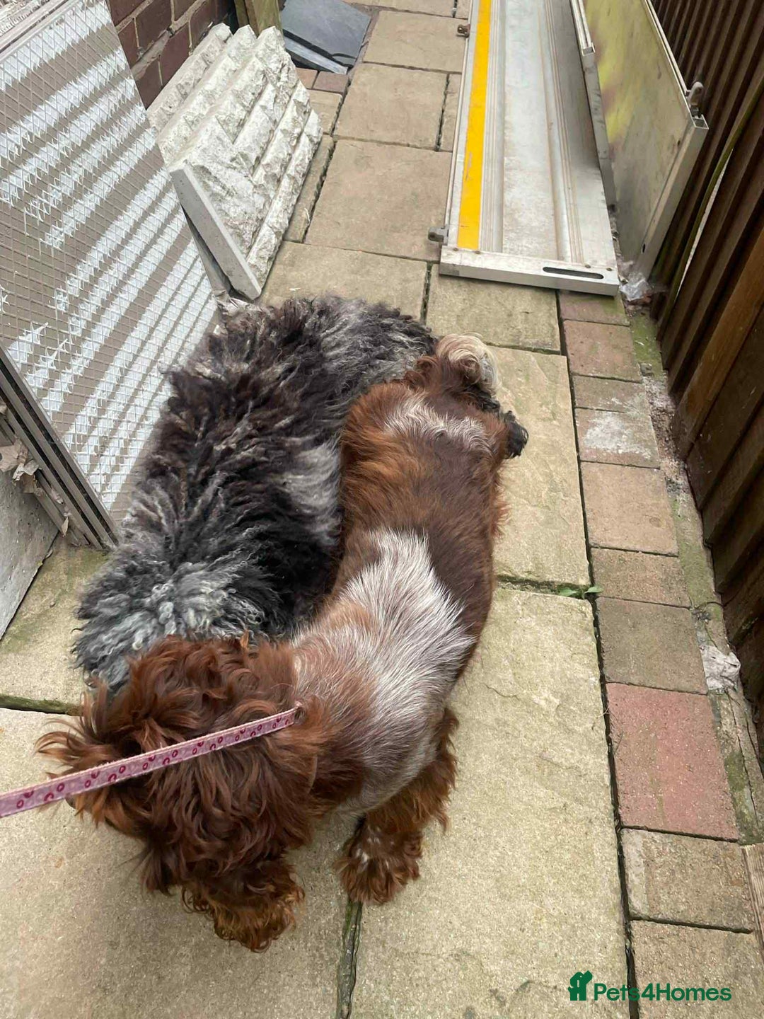 Cockapoo dogs for sale: Beautiful cockerpoo pups for sale - Image 24