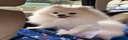 Pomeranian dogs for stud: POMERANIAN AVAILABLE FOR STUD - Advert 13