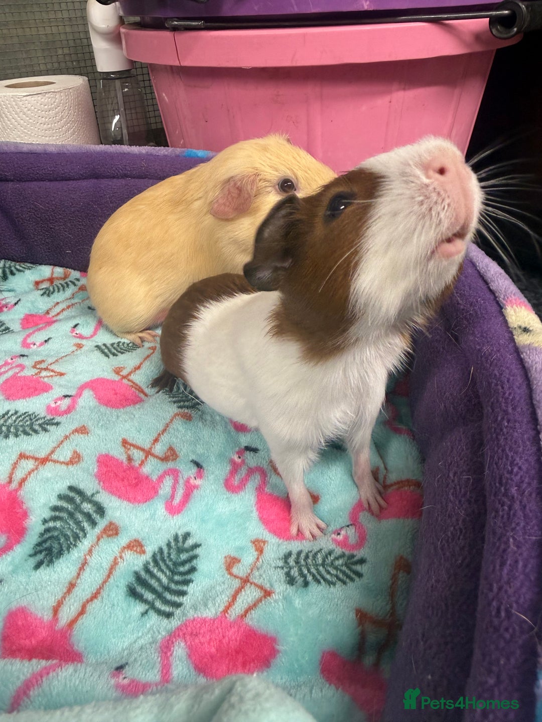 Guinea Pig rodents for sale: Super sweet purebred baby guinea pigs  - Advert 2