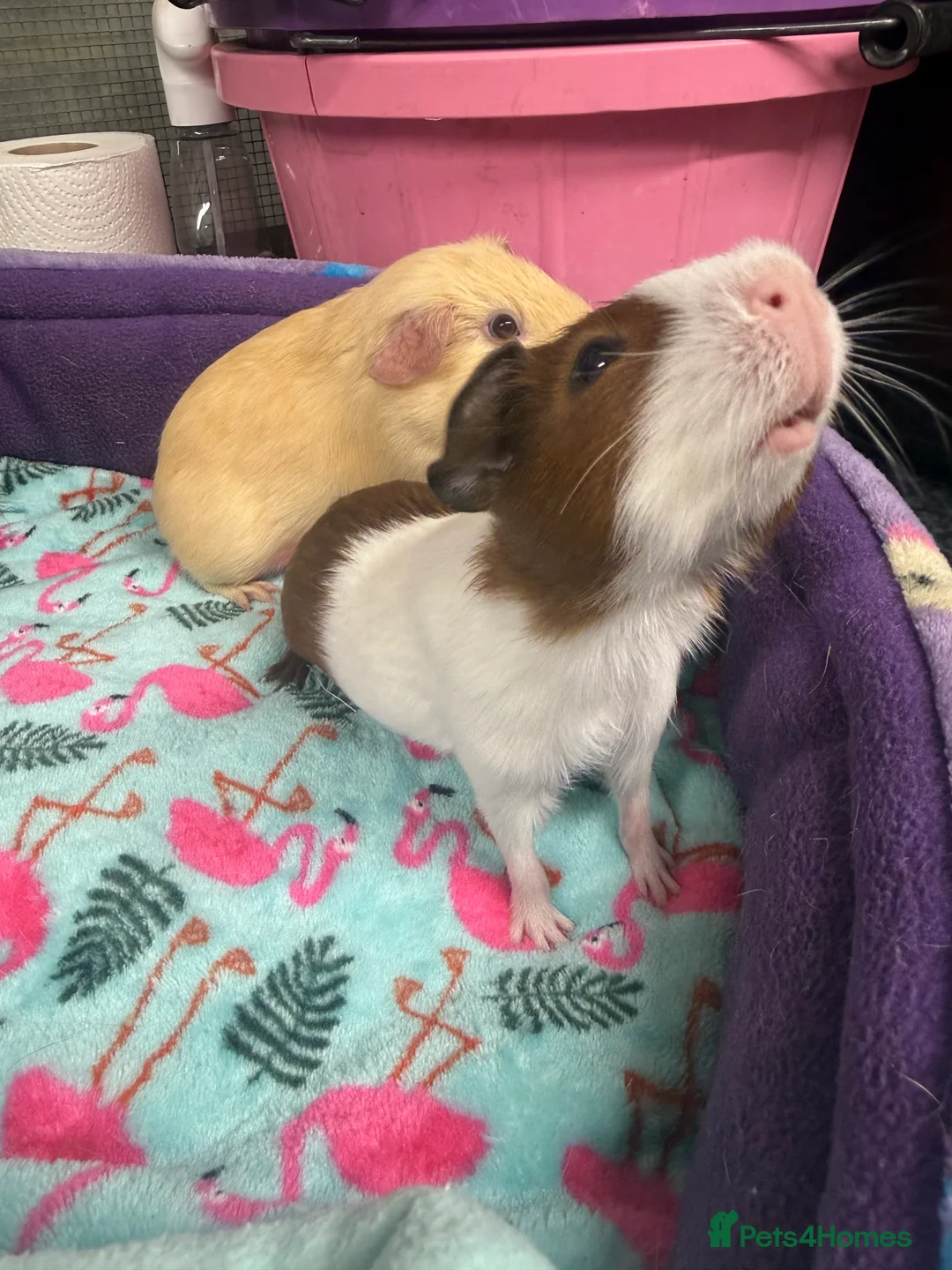 Guinea Pig rodents for sale: Super sweet purebred baby guinea pigs  - Advert 2