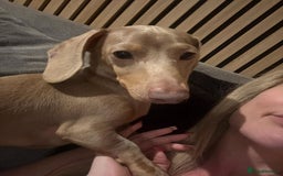 Miniature Dachshund dogs for sale: 1 year old miniature dachshund  - Image 3