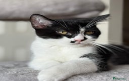 Mixed Breed cats for sale: British shorthair 5 mix kittens  - Image 16