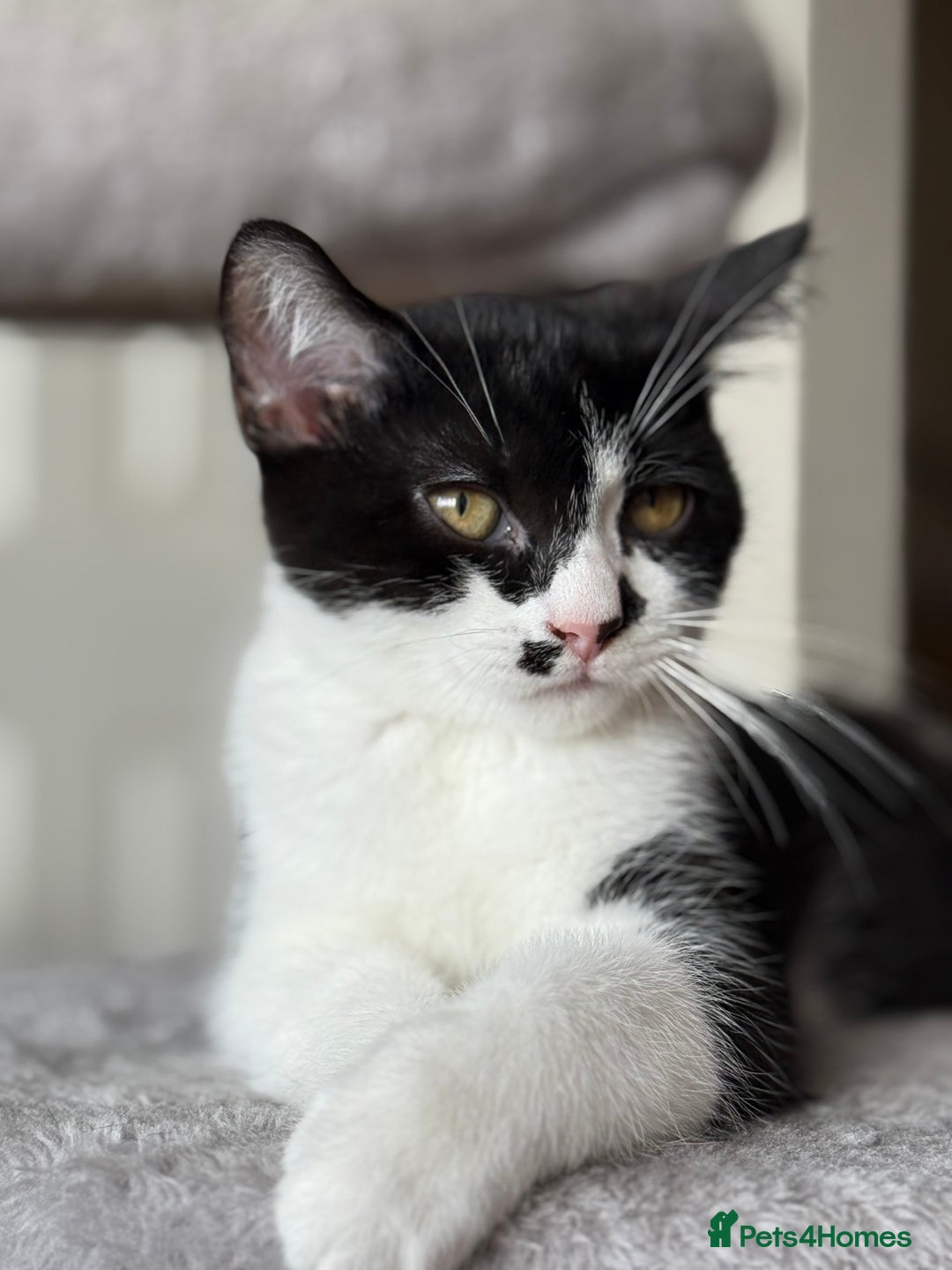 Mixed Breed cats for sale: British shorthair 5 mix kittens  - Image 16