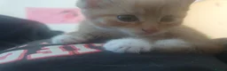 Mixed Breed cats for sale: Two ginger females in Shefford - Advert 3