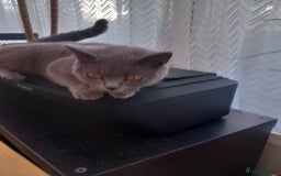 British Shorthair cats for sale: British short hair blue girl - Image 2