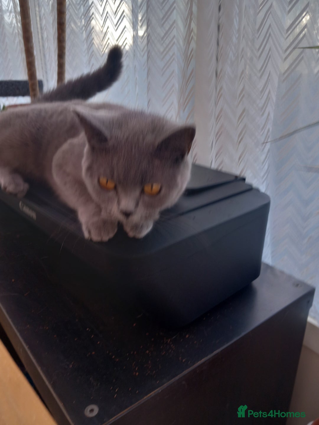 British Shorthair cats for sale: British short hair blue girl - Image 2