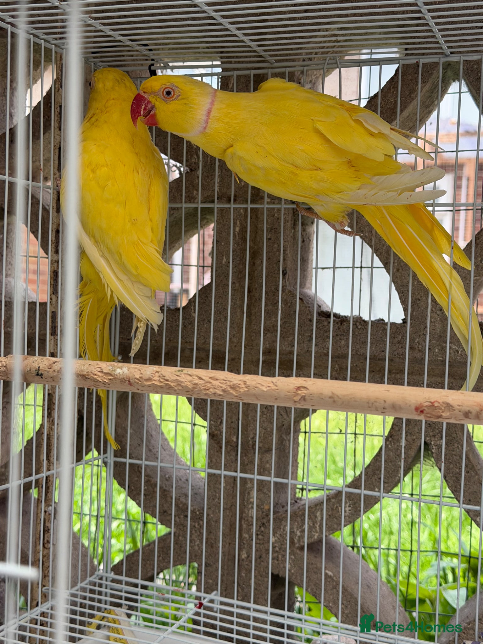 Ringnecks birds 2 pairs of Ring Neck - Advert 7