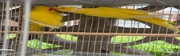 Ringnecks birds for sale: 2 pairs of Ring Neck - Advert 1