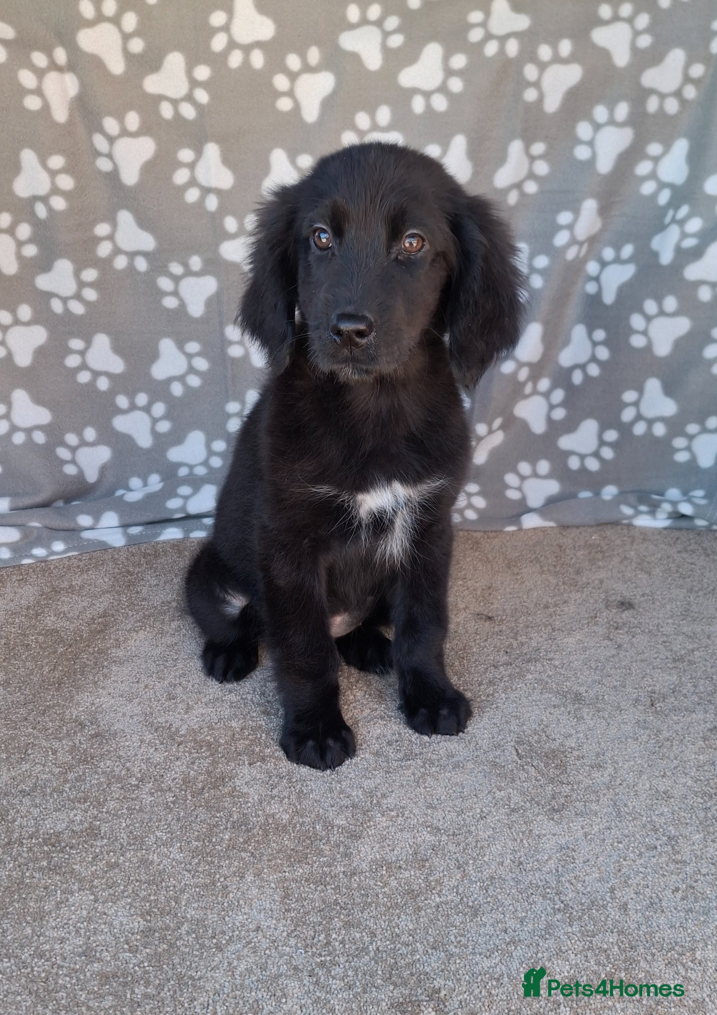 Mixed Breed dogs Flatcoated retriever x golden retriever puppies. - Advert 1