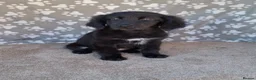 Mixed Breed dogs for sale: Health tested Flatcoat x golden retriever puppies. - Advert 7