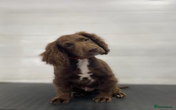 Cocker Spaniel dogs for sale: Cocker Spaniel - Image 1