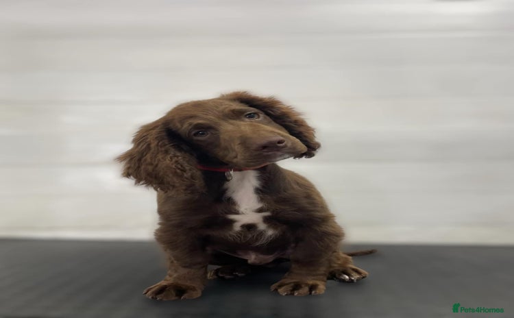 Cocker Spaniel dogs - Advert 1