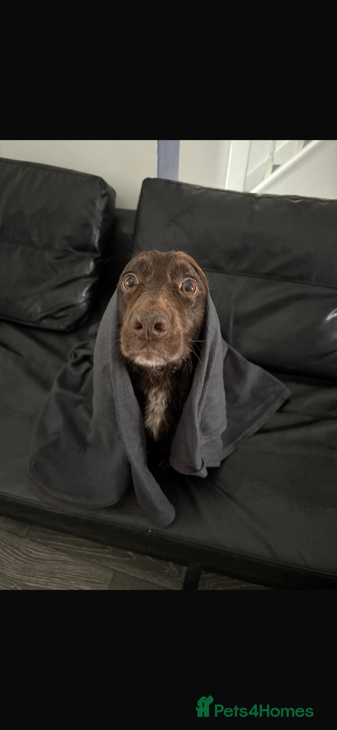 Cocker Spaniel dogs for sale: Working cocker boy exceptional pedigree.  - Advert 3