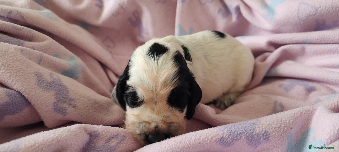 Sprocker dogs for sale: STRIKING SPROCKER SPANIEL PUPPIES  - Image 26