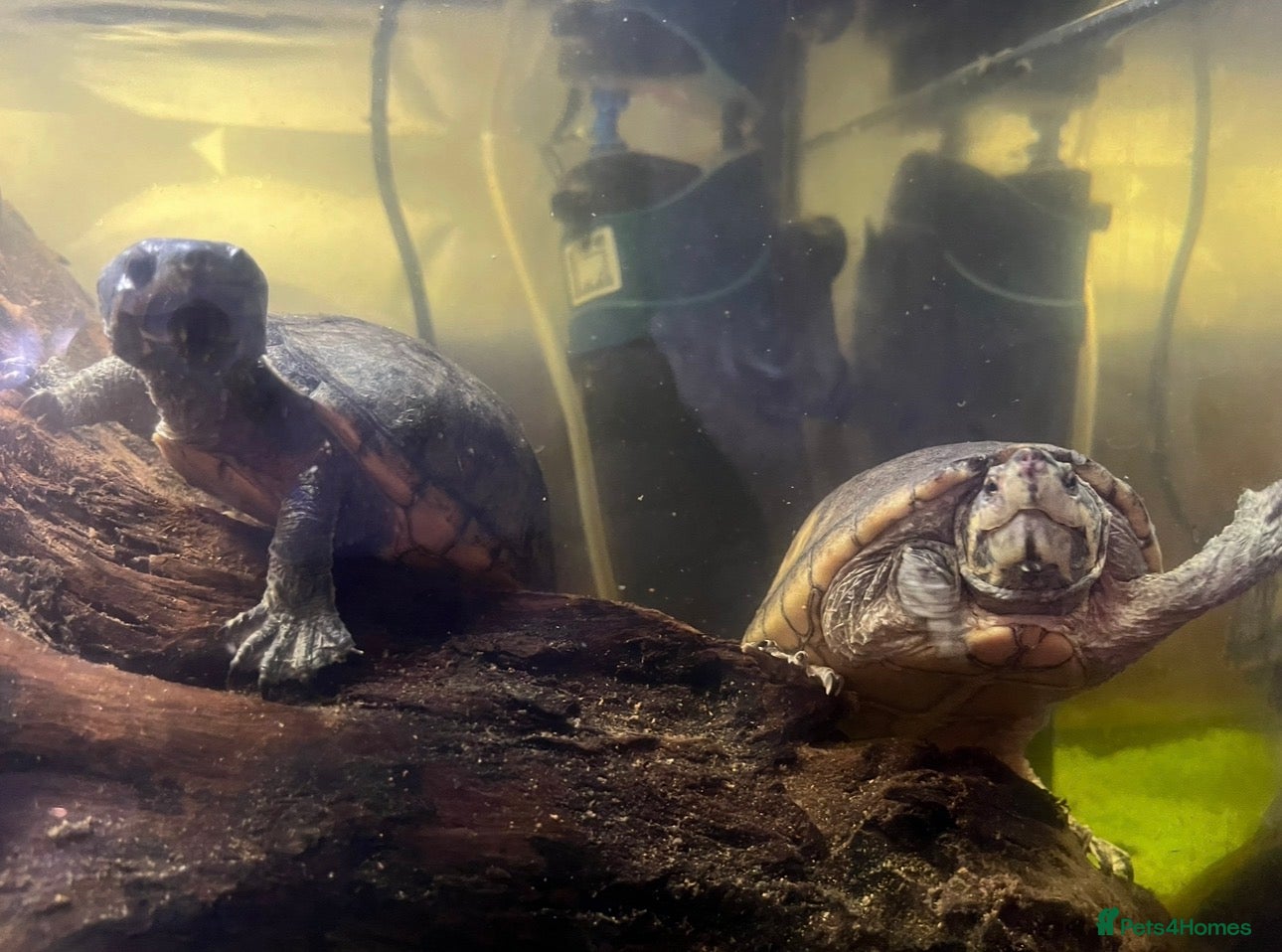 Turtle reptiles 3 musk turtles  - Advert 1