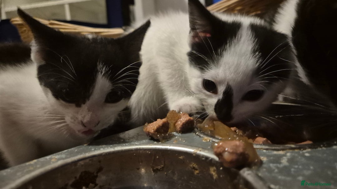 Mixed Breed cats for sale: 2 female kittens available and ready to leave  - Advert 17