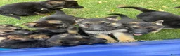 German Shepherd dogs for sale: 8 BIG German Shepherd Puppies  - Advert 1