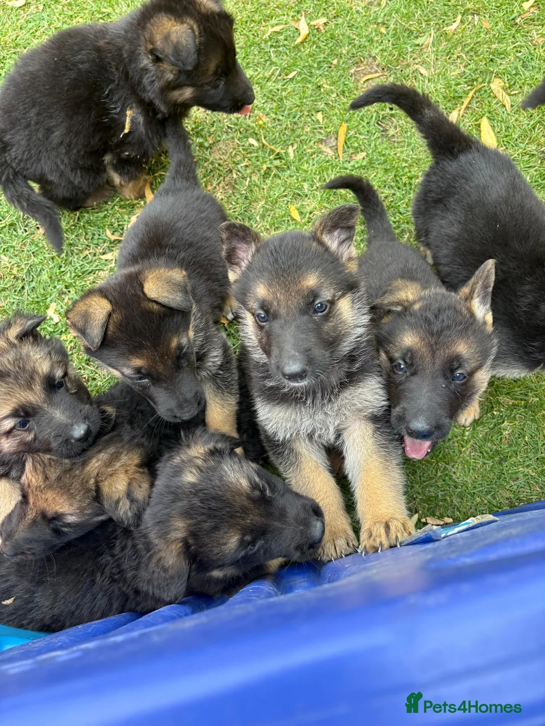 German Shepherd dogs for sale: 8 BIG German Shepherd Puppies  - Advert 1