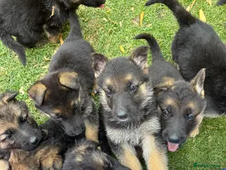 German Shepherd dogs 4 BIG German Shepherd Puppies - Advert 17