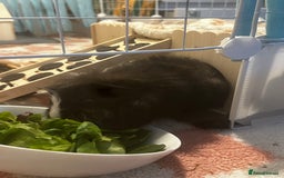 Guinea Pig rodents for sale: Guinea pigs (+cage) looking for a loving home x - Image 3