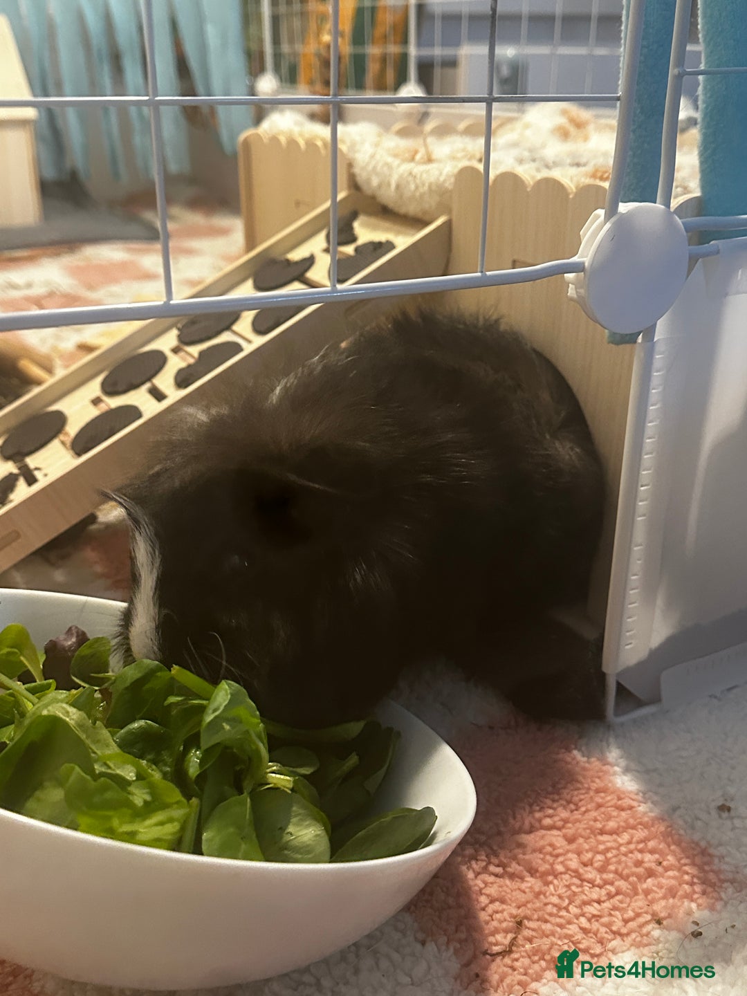 Guinea Pig rodents for sale: Guinea pigs (+cage) looking for a loving home x - Image 3