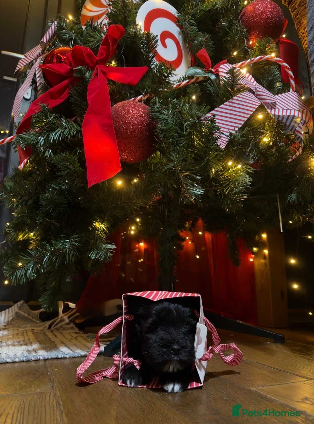 Miniature Schnauzer dogs for sale: Miniature Schnauzer Liver gene litter - Advert 9